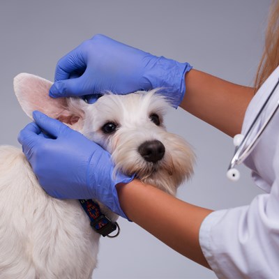 Precision® Nitrile Exam, PF, Blue, 4 mil